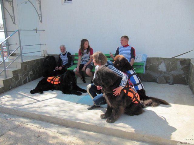 Фото: ньюфаундленд Dyurbahler Klab Al'faretta Vin'etta (Дюрбахлер Клаб Альфаретта Виньетта), Настя, ньюфаундленд Fann'yuf Anturaj Aragorn (Фанньюф Антураж Арагорн), Nikolay Barinov (Николай Баринов), Дэя с Петром Львовичем, ньюфаундленд Pitern'yuf Everest (Питерньюф Еверест), Margarita Dolotova (Маргарита Долотова)