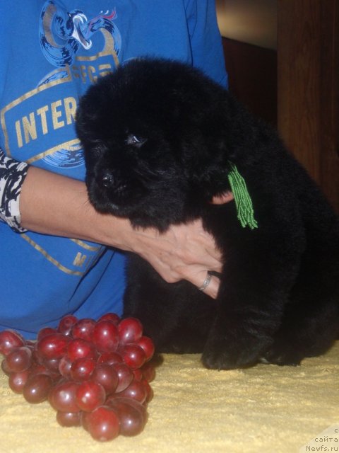 Фото: ньюфаундленд N'yufort Carica Nochi (Ньюфорт Царица Ночи)