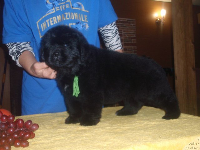 Фото: дочь, ньюфаундленд Njufort Natali (Ньюфорт Натали)