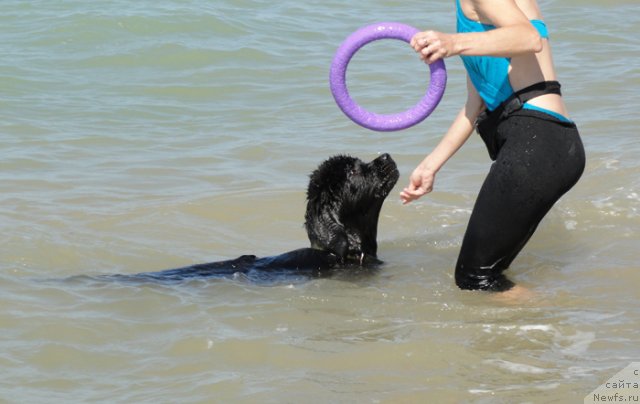 Фото: ньюфаундленд Beguschaya po Volnam Carica Savskaya (Бегущая по Волнам Царица Савская)