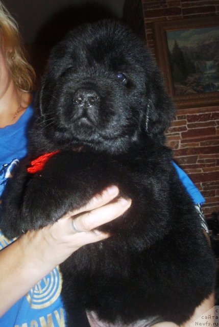 Фото: ньюфаундленд N'yufort Carskaya Doch' (Ньюфорт Царская Дочь)