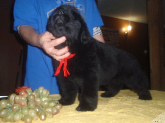 Фото: ньюфаундленд N'yufort Carskaya Doch' (Ньюфорт Царская Дочь)