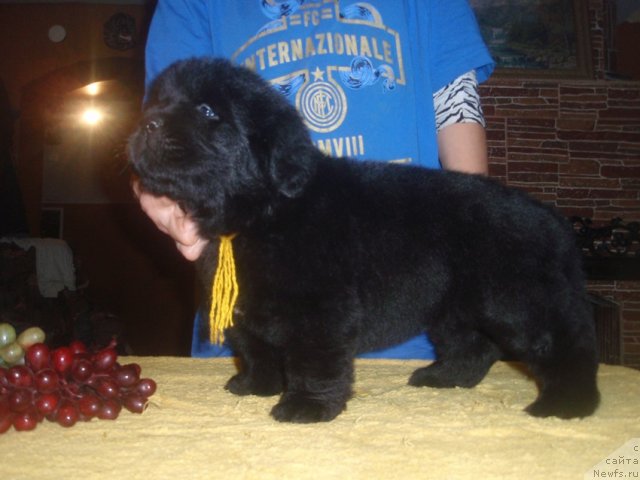 Фото: ньюфаундленд N'yufort Cvetok Lyubvi (Ньюфорт Цветок Любви)