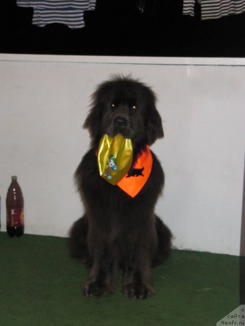 Фото: ньюфаундленд Dyurbahler Klab Al'faretta Vin'etta (Дюрбахлер Клаб Альфаретта Виньетта)