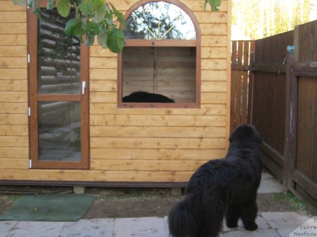 Фото: ньюфаундленд Very Fairweathers X'Got The Rhythm