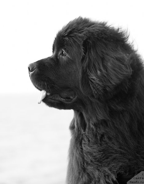 Фото: ньюфаундленд Osoba Statnaya iz Medvej'ego YAra (Особа Статная из Медвежьего Яра)