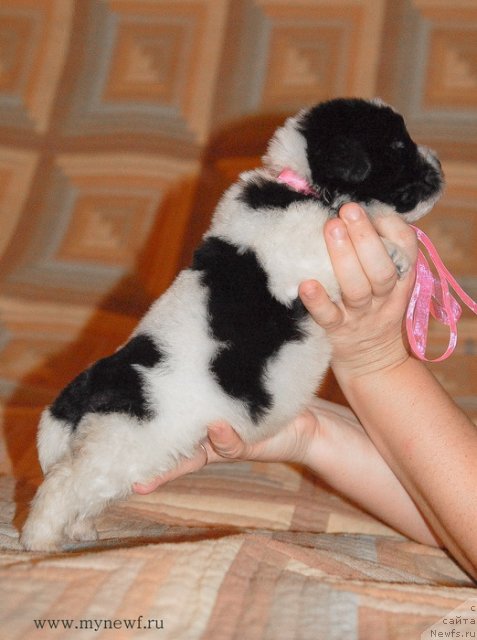 Фото: ньюфаундленд Sent Djons Viva Viktoria (Сент Джонс Вива Виктория)