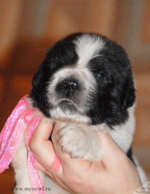 Фото: ньюфаундленд Sent Djons Viva Viktoria (Сент Джонс Вива Виктория)