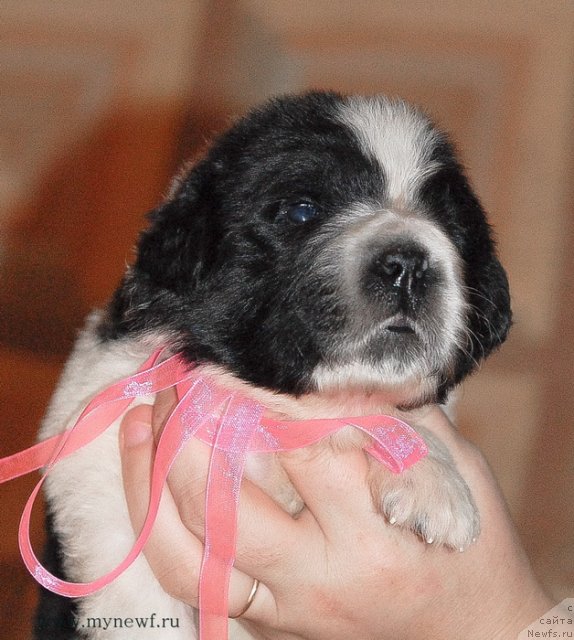 Фото: ньюфаундленд Sent Djons Viva Viktoria (Сент Джонс Вива Виктория)