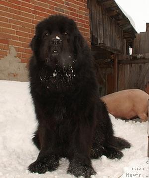Фото: ньюфаундленд Velikiy Medved' Beguschiy po Volnam (Великий Медведь Бегущий по Волнам)