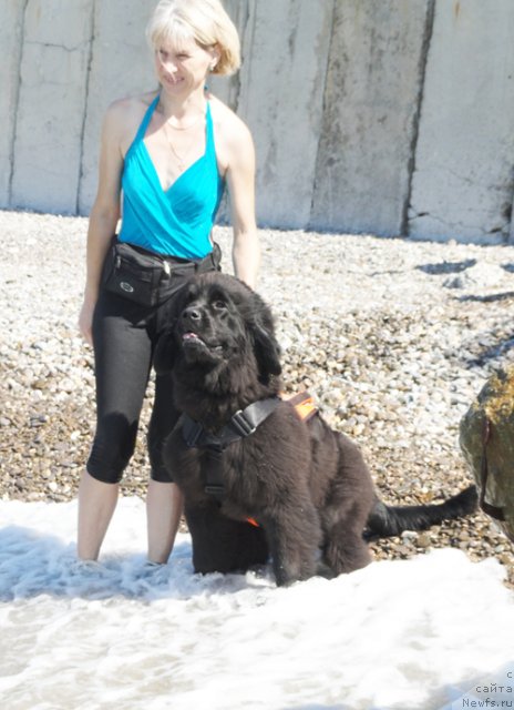 Фото: ньюфаундленд Beguschaya po Volnam Celuy Menya Krepche (Бегущая по Волнам Целуй Меня Крепче), Elena Istomina (Елена Истомина)