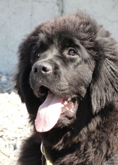 Фото: ньюфаундленд Beguschaya po Volnam Celuy Menya Krepche (Бегущая по Волнам Целуй Меня Крепче)
