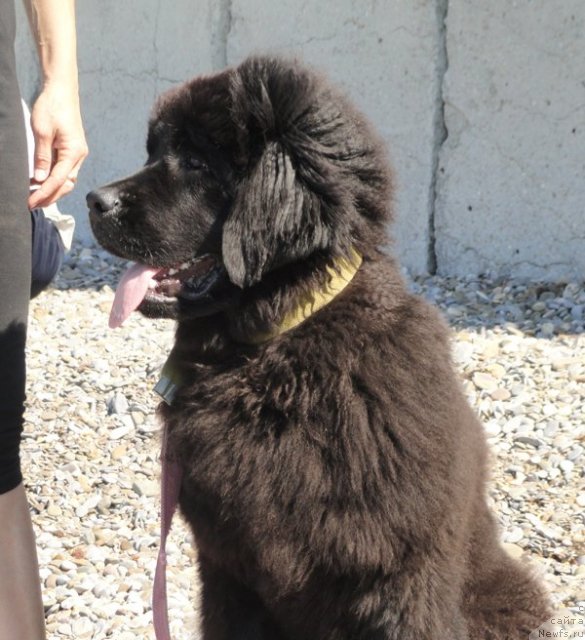 Фото: ньюфаундленд Beguschaya po Volnam Celuy Menya Krepche (Бегущая по Волнам Целуй Меня Крепче)