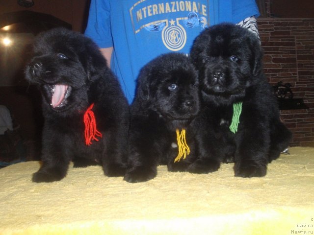 Фото: дети, ньюфаундленд Njufort Natali (Ньюфорт Натали)