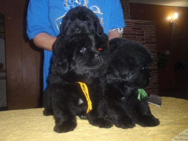 Фото: дети, ньюфаундленд Njufort Natali (Ньюфорт Натали)