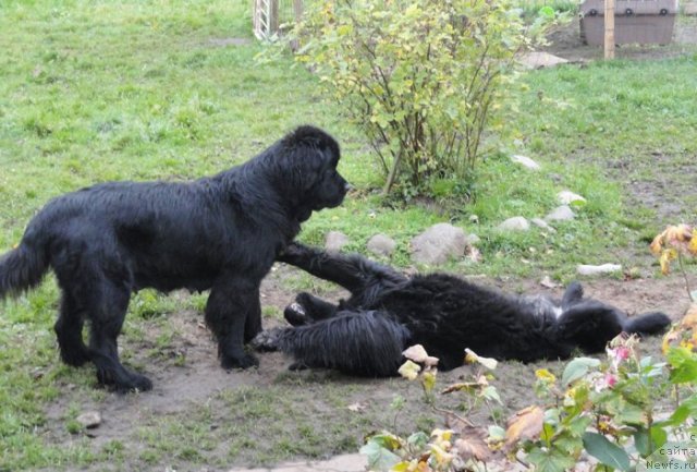 Фото: ньюфаундленд Beguschaya po Volnam Harizma (Бегущая по Волнам Харизма), ньюфаундленд Beguschaya po Volnam Hand Made (Бегущая по Волнам Ханд Маде)