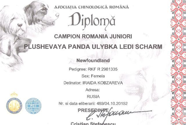 Фото: ньюфаундленд Plushevaya Panda Ulybka Ledi Scharm (Плюшевая Панда Улыбка Леди Шарм)
