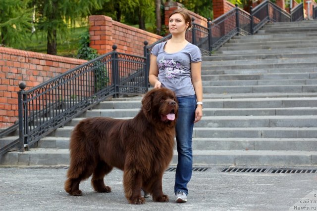Фото: ньюфаундленд Lesnaja Skazka Korolevskiy Medved (Лесная Сказка Королевский Медведь), Svetlana Samarceva (Светлана Самарцева)
