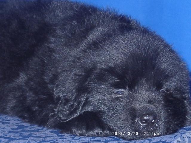 Фото: ньюфаундленд Kaiden Playful (Кайден Плейфул)