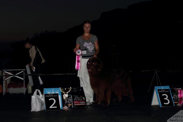 Фото: ньюфаундленд Lesnaja Skazka Korolevskiy Medved (Лесная Сказка Королевский Медведь)