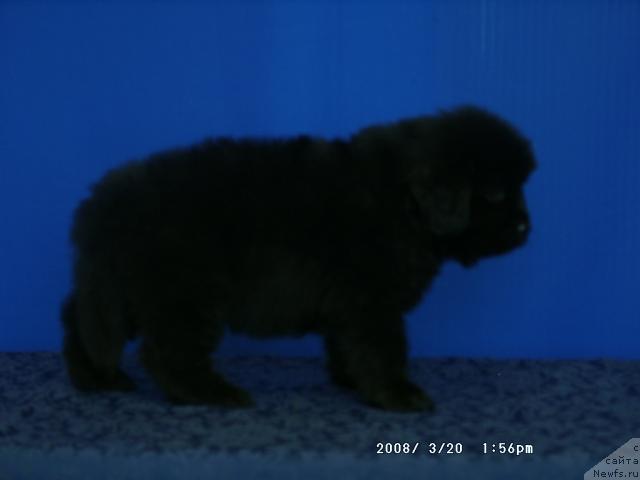 Фото: ньюфаундленд Kaiden Playful (Кайден Плейфул)