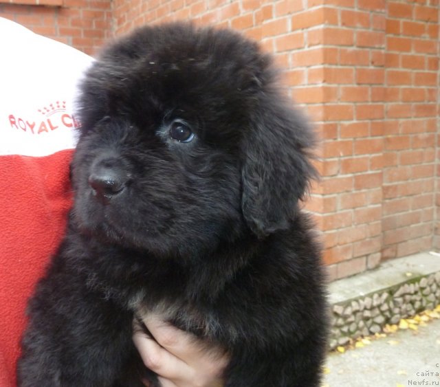 Фото: ньюфаундленд Super Premium Mal'ta (Супер Премиум Мальта)