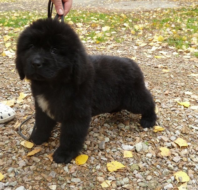 Фото: ньюфаундленд Super Premium Mal'ta (Супер Премиум Мальта)