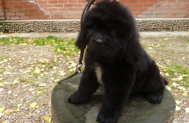 Фото: ньюфаундленд Super Premium Mal'ta (Супер Премиум Мальта)