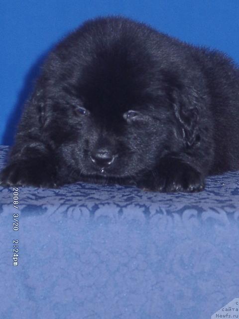 Фото: ньюфаундленд Kaiden Playful (Кайден Плейфул)