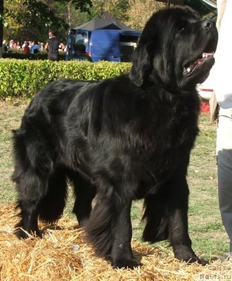 Фото: ньюфаундленд Plushevaya Panda Roskoshnaya Lady Diana (Плюшевая Панда Роскошная Леди Диана)