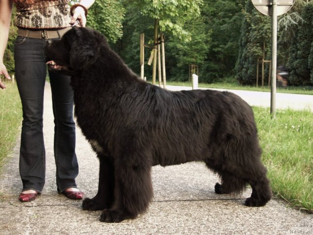 Фото: ньюфаундленд Fairweathers Conquerer