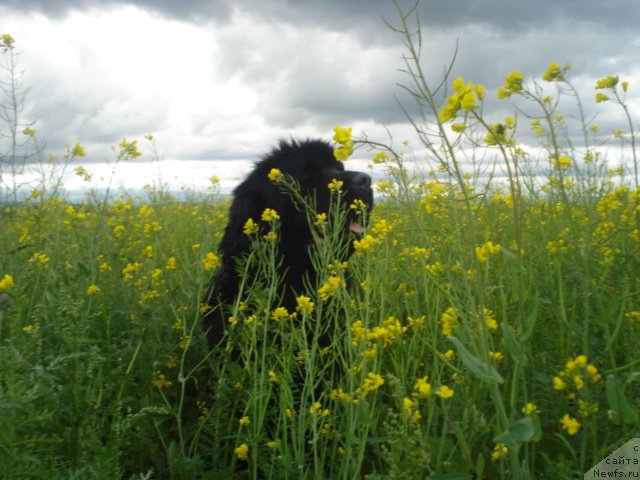 Фото: ньюфаундленд Akvatoriya Kelvin Maksim (Акватория Келвин Максим)