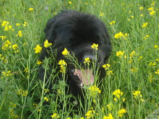 Фото: ньюфаундленд Akvatoriya Kelvin Maksim (Акватория Келвин Максим)