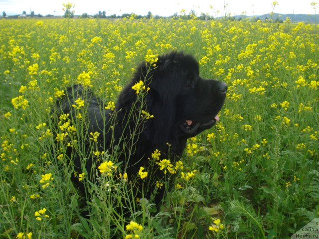 Фото: ньюфаундленд Akvatoriya Kelvin Maksim (Акватория Келвин Максим)