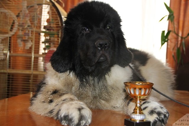 Фото: ньюфаундленд Plushevaya Pandа Citius Altius Fortius (Плюшевая Панда Цитиус Алтиус Фортиус)