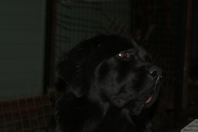 Фото: ньюфаундленд YUnita Barhatnaya noch' (Юнита Бархатная ночь)