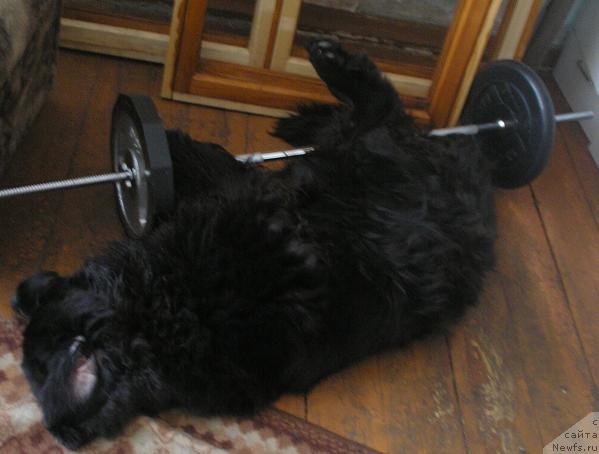 Фото: ньюфаундленд Otvajnyiy Ryicar' ot Sibirskogo Medvedya (Отважный Рыцарь от Сибирского Медведя)