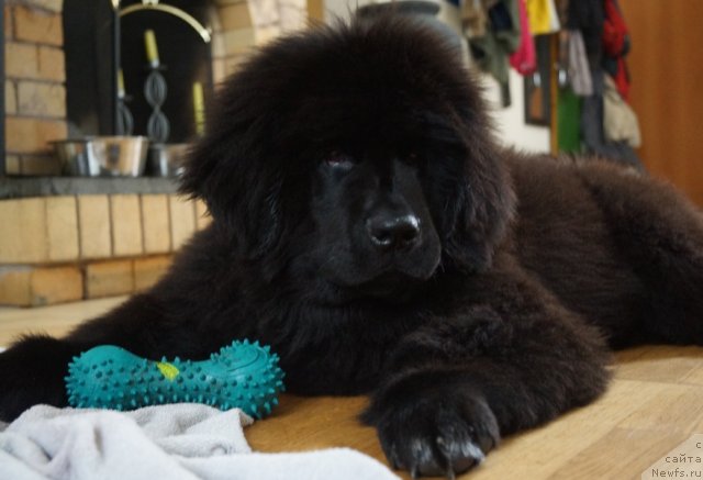 Фото: ньюфаундленд Pitern'yuf CHabot Armagnak (Питерньюф Чабот Армагнак)