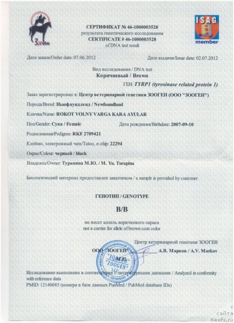 Фото: ньюфаундленд Rokot Volny Varga Kara Ayular (Рокот Волны Варга Кара Аюлар)