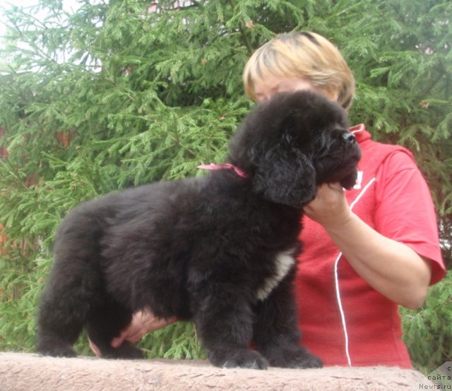 Фото: ньюфаундленд N'yufort Hanter (Ньюфорт Хантер)