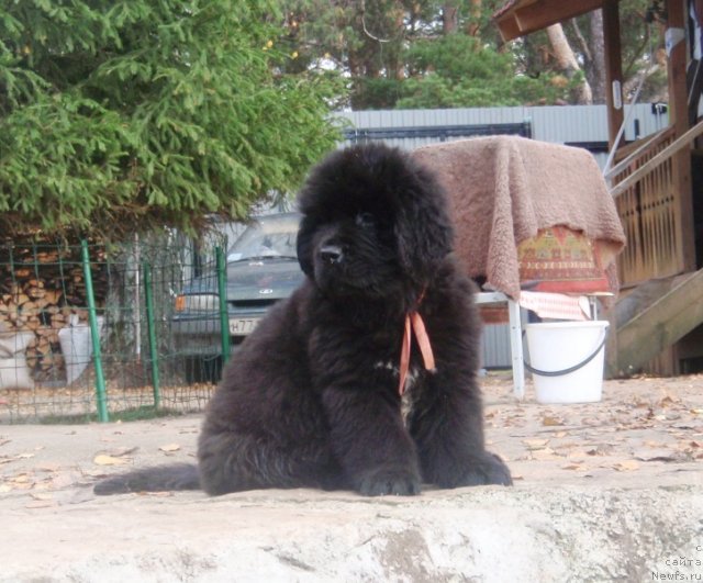 Фото: ньюфаундленд N'yufort Hay Born (Ньюфорт Хай Борн)