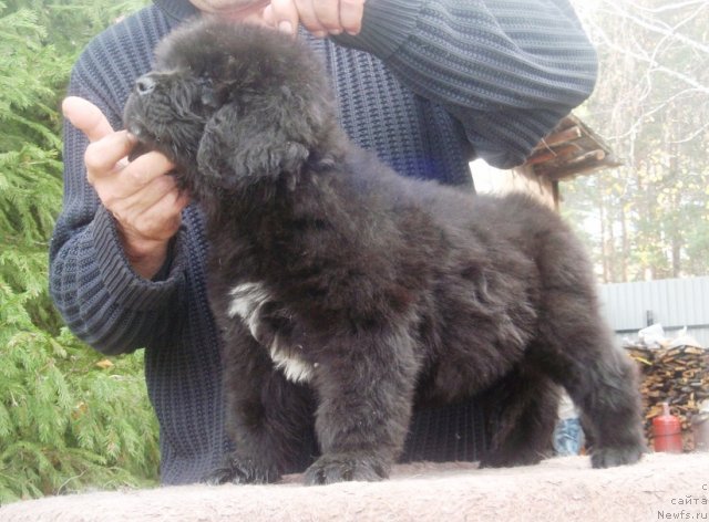 Фото: ньюфаундленд N'yufort Hay Born (Ньюфорт Хай Борн)