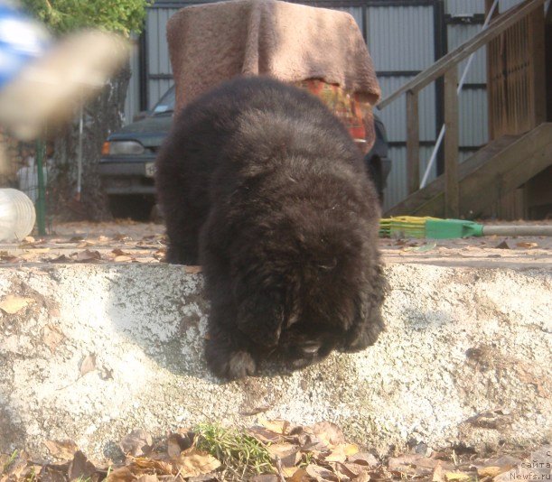 Фото: ньюфаундленд N'yufort Hanter (Ньюфорт Хантер)