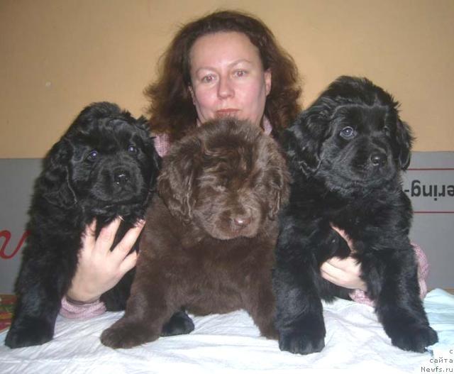 Фото: ньюфаундленд Cessi Fabiana Blyek Fauna (Цесси Фабиана Блэк Фауна)