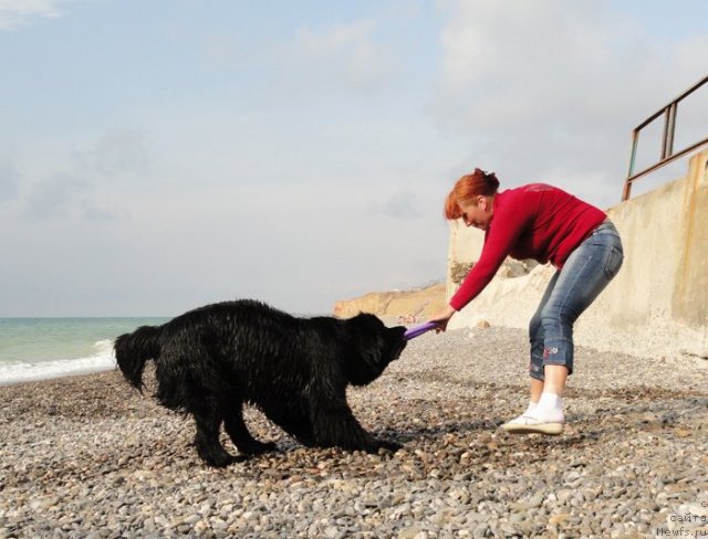 Фото: ньюфаундленд Beguschaya po Volnam Dancing Queen (Бегущая по Волнам Дансинг Квин), Ekaterina Kormakova (Екатерина Кормакова)