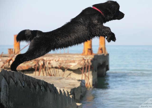 Фото: ньюфаундленд Beguschaya po Volnam Doyuble Dare (Бегущая по Волнам Доюбле Даре)