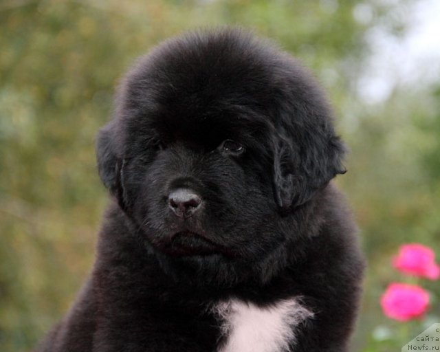 Фото: ньюфаундленд Tsel' Zhizni s Berega Dona (Цель Жизни с Берега Дона)