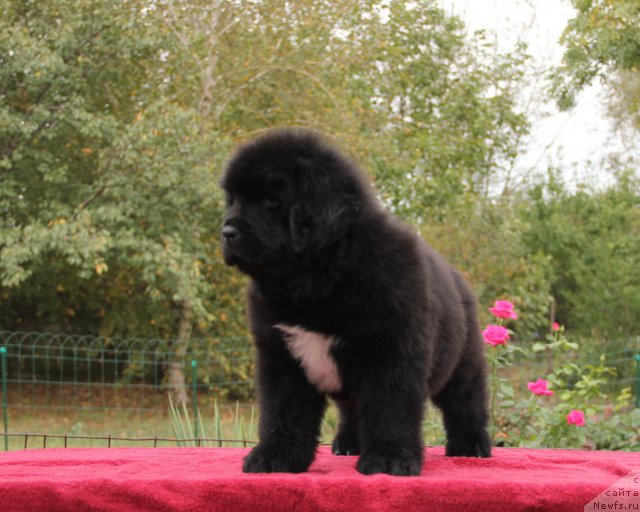 Фото: ньюфаундленд Tsel' Zhizni s Berega Dona (Цель Жизни с Берега Дона)