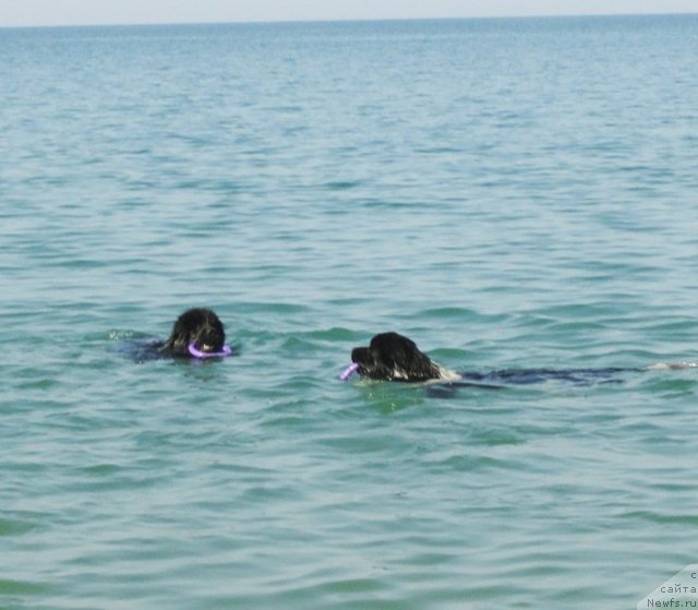 Фото: ньюфаундленд Beguschaya po Volnam Dancing Queen (Бегущая по Волнам Дансинг Квин), ньюфаундленд Piternyuf I Did It Again (Питерньюф И Дид Ит Агаин)
