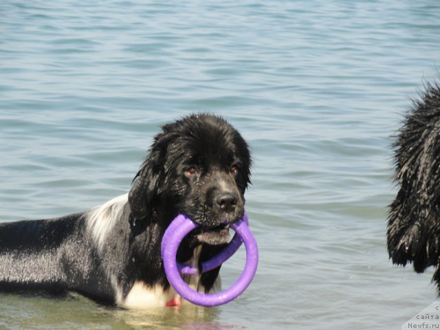 Фото: ньюфаундленд Piternyuf I Did It Again (Питерньюф И Дид Ит Агаин)